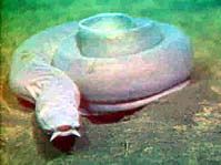 Pacific hagfish resting on bottom280 m depth off Oregon coast