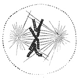 Metaphase: The chromosomes have aligned at the metaphase plate.