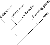A vertical orientation yields a cladogram reminiscent of a tree.