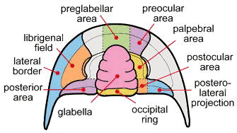 Fig. 2-Detailed morphology of the cephalon