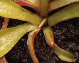 Time-lapse photography of a growing trap