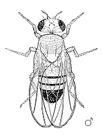 Image:Drosm3.gif