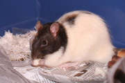 Pet domestic brown rat.