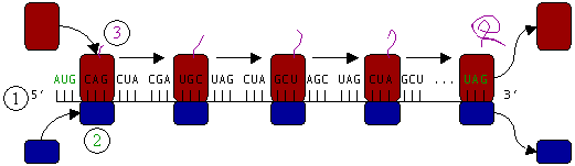 Figure 4 : Translation of mRNA (1) by a ribosome (2) into a polypeptide chain (3). The mRNA begins with a start codon (AUG) and ends with a stop codon (UAG).