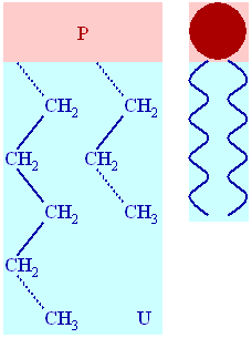 Structure of triglycerides phospholipids. and steroids