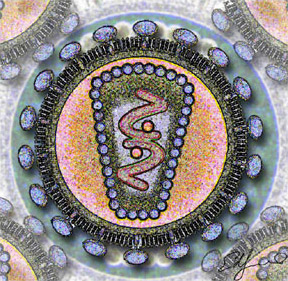 Image:Aids virus.jpg