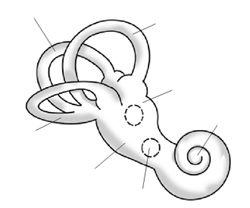 Image:Bony_labyrinth.png