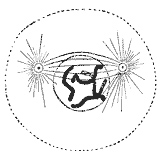 Prometaphase: The nuclear membrane has degraded, and microtubules have invaded the nuclear space. These microtubules can attach to kinetochores or they can interact with opposing microtubules.