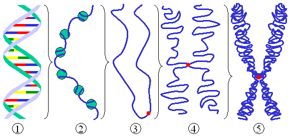 Figure 2: Different levels of DNA condensation. (1) Single DNA strand. (2) Chromatin strand (DNA with histones). (3) Chromatin during interphase with centromere. (4) Condensed chromatin during prophase. (Two copies of the DNA molecule are now present) (5) Chromosome during metaphase.