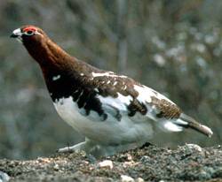A willow ptarmigan.