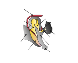 Image:Middle ear.png