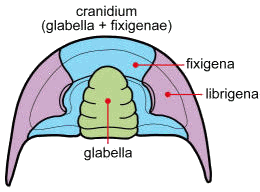 Fig. 1-Morphology of the cephalon