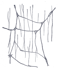 The plexus of the submucosa from the rabbit, x 50