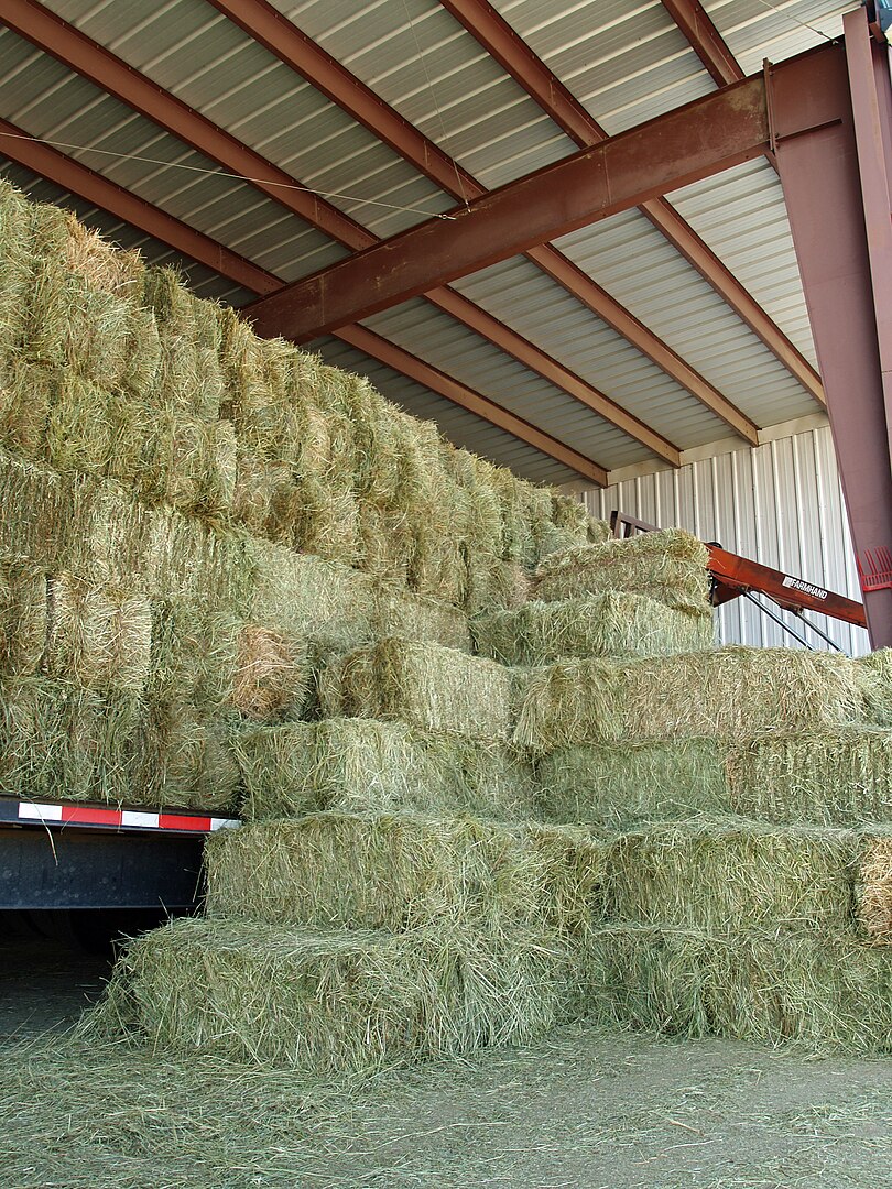 When possible, hay, especially small rectangular bales like these, should be stored under cover and protected from the elements.