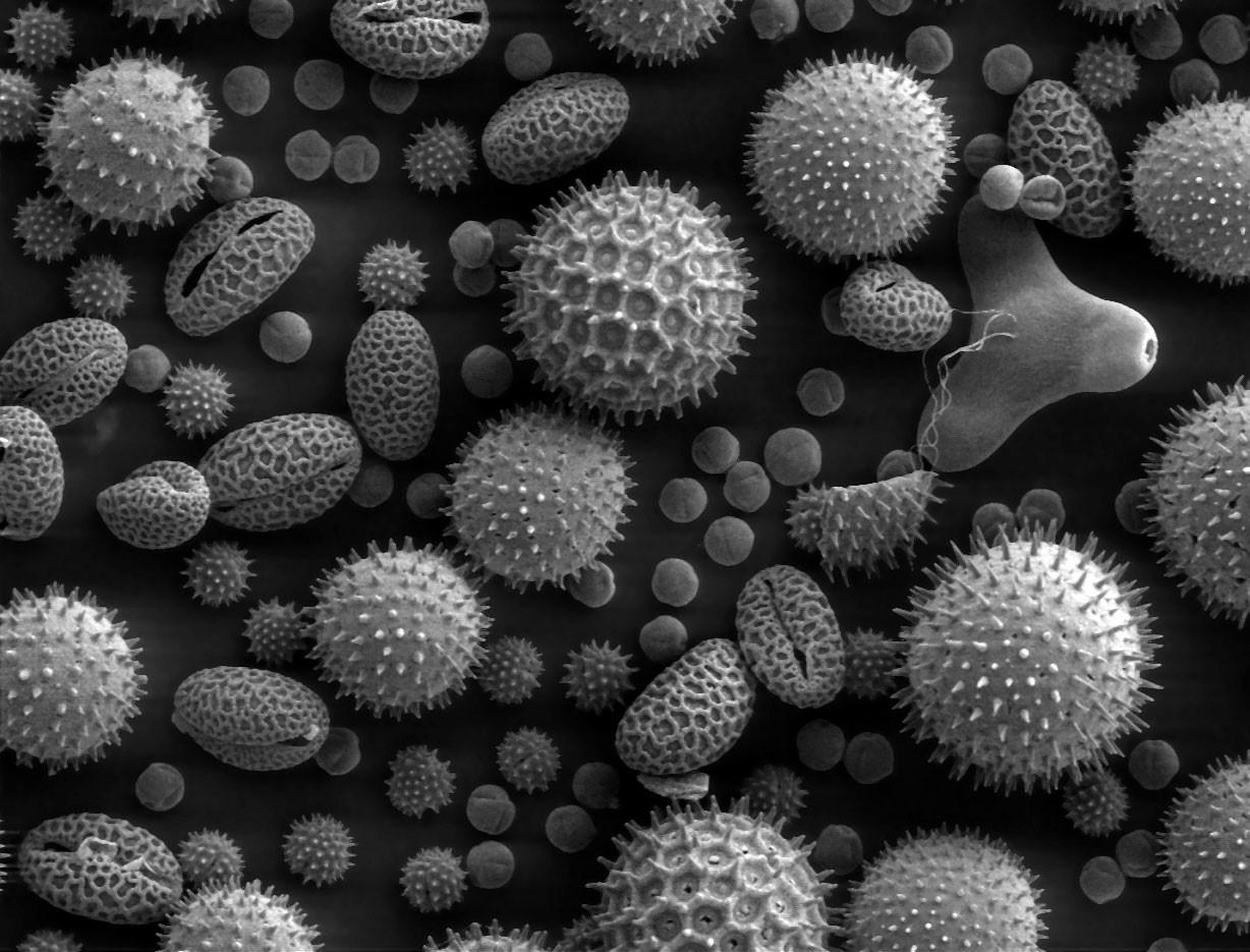 Electron microscope of pollen grains