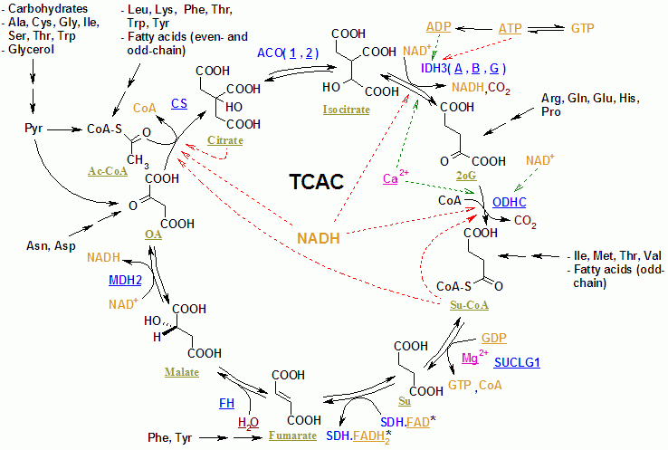 citric acid cycle. in the citric acid cycle.