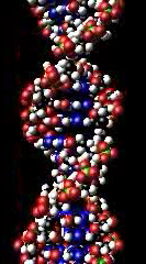 A space-filling model of a section of a DNA molecule.