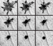 A single zebrafish melanophore imaged by time-lapse photography during pigment aggregation.