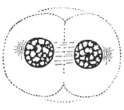 Telophase: The pinching is known as the cleavage furrow. Note the decondensing chromosomes.