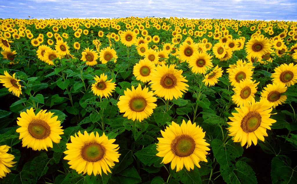 http://static.newworldencyclopedia.org/d/d5/Sunflowers.jpg
