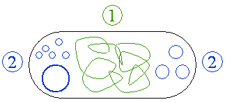 Figure 1: Schematic drawing of a bacterium with plasmids enclosed. 1 Chromosomal DNA. 2 Plasmids.