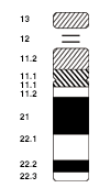 In Down syndrome, chromosome 21 is affected