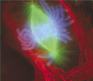 Light micrograph of a newt kidney cell in early anaphase of mitosis