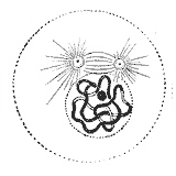 Prophase: The two round objects above the nucleus are the centrosomes. Note the condensed chromatin.