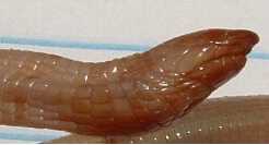Image:Amphisbaenia_1.JPG