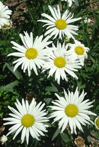 Shasta daisy, Photo © Judy Sedbrook