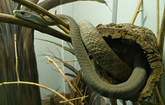Black mamba