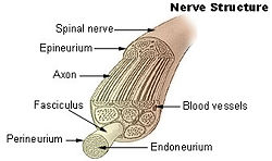 The structure of a nerve.