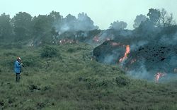 Lava flow overruns vegetation during the 1984 eruption.