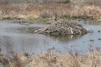 Beaver lodge, approx. 20-foot (6 meters) diameter, Ontario, Canada.