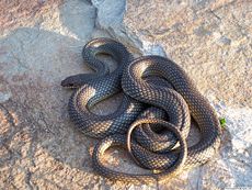 Caspian whipsnakeColuber (Dolichophis) caspius