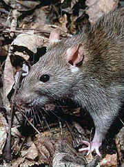 Brown Rat, Rattus norvegicus