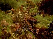 A sunflower starfish is regenerating his arms that were lost to predators