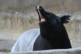 An adult Malayan Tapir at the San Diego Zoo