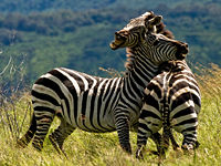 Two zebras fighting