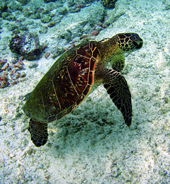 Hawaiian green sea turtle
