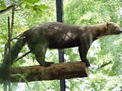 The Tayra is common in the Sanctuary.
