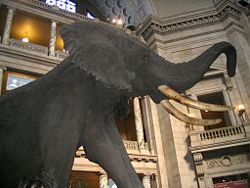 This taxidermy Elephas recki stands in the National Museum of Natural History.