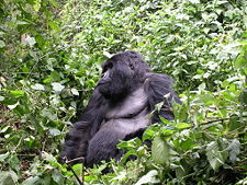 Mountain gorilla in Rwanda