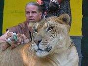 A "Liger," a Lion/Tiger hybrid