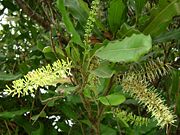Macadamia integrifolia flowers