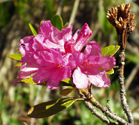 Alpenrose growing in the Austrian Alps.