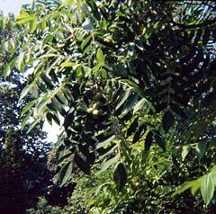 Japanese walnut foliage and nuts