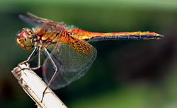 Yellow-winged Darter