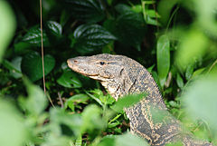 Asian water monitor (Varanus salvator salvator).