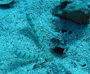 Shrimp and goby fish.
